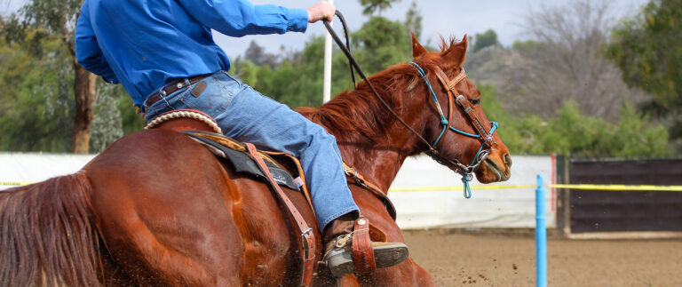 Why Healthy Diet Is Important For Horse
